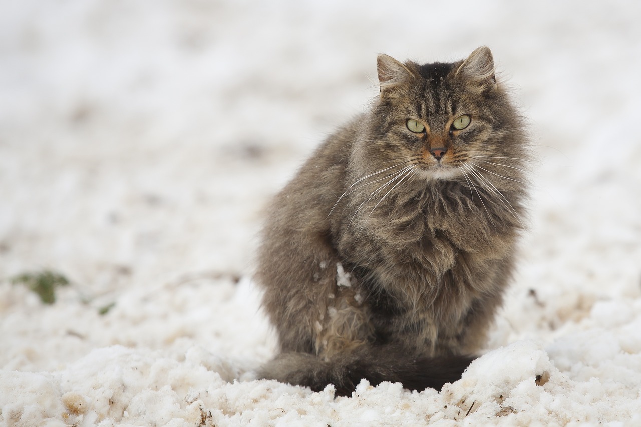 猫被绑四肢扔下十二楼，反思人类与动物的伦理边界