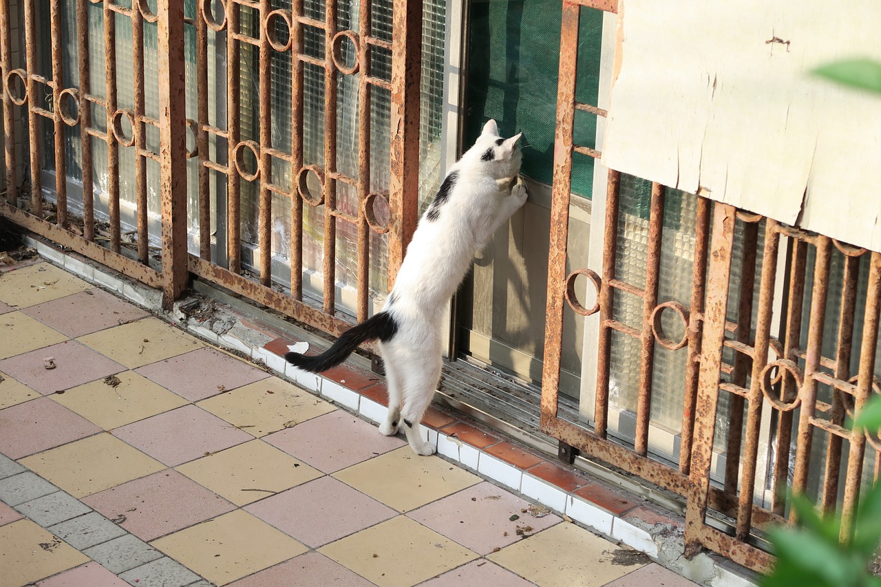 猫的惊人学习能力，超越婴儿的认知能力