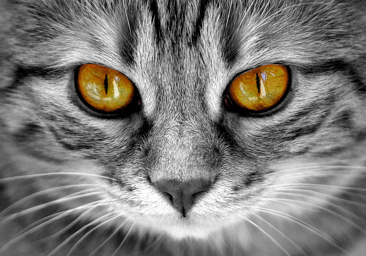 猫咪心中的海洋，揭秘它们对鱼的奇妙情感