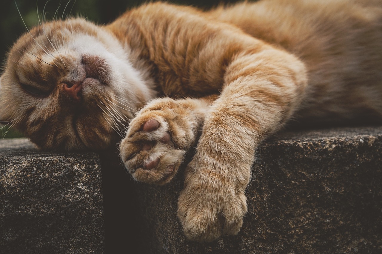 猫尸首分离被塞课桌，理解动物福利与法律责任