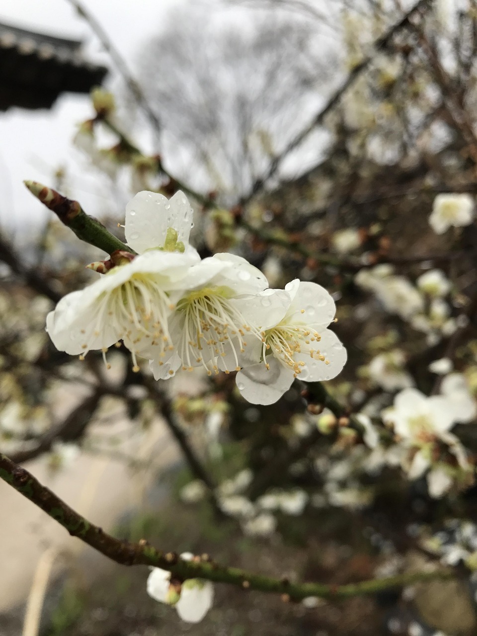 春意盎然，缅怀先人，2021清明节放假安排全解析